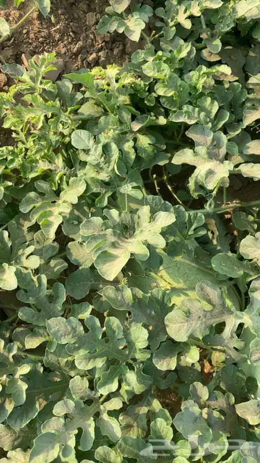 حبحب عثري للبيع 1