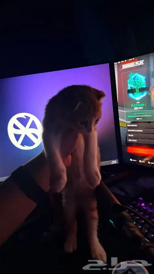 للبيع قطين اذاني مسفوطه  الام سكوتش الاب للامانه ما ادري 6