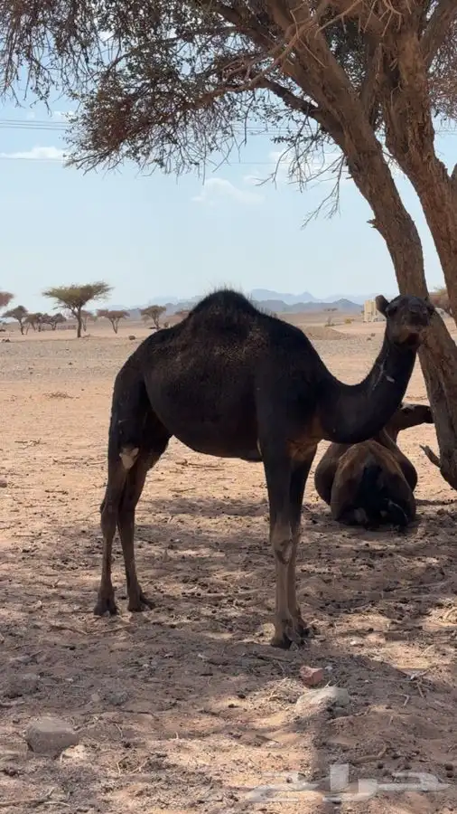 بكره للبيع 2