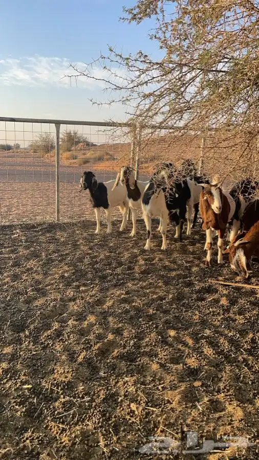 للبيع معزا هجين بورقت 3