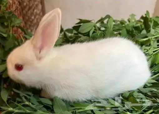 ارنب نوعه فرنسي التوصل الوتساب 0596927 1