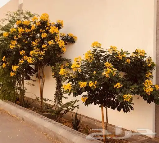 يوجد جميع انواع الاشجار والنباتات يوجد تيل طبيعي يوجد جميع 7