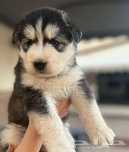 هاسكي أنثى للبيع العمر 8 اسابيع 1