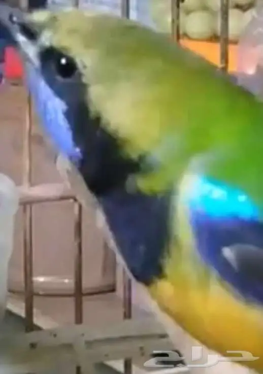 لأصحاب النوادر وهواة الطيور المغردة 5