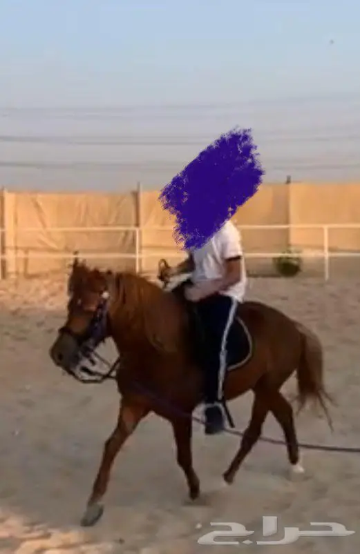 بوني للبيع 0