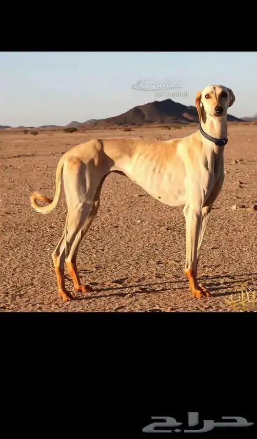 سلوقي سلقه 0