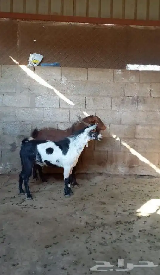 تيس ادهم اجم فحل كفووو 3