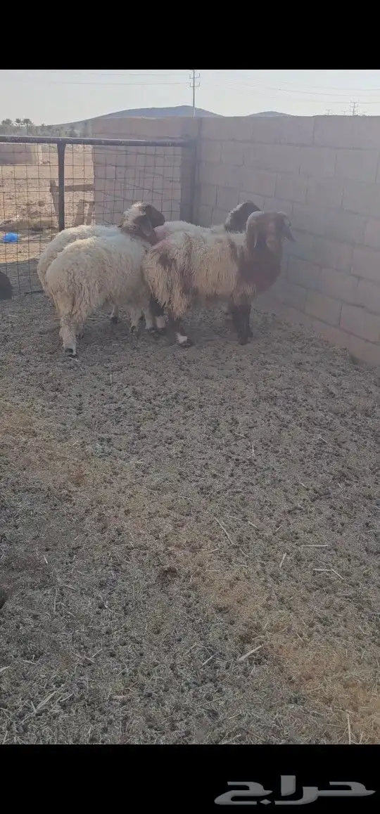 ذبائح نعيم 4