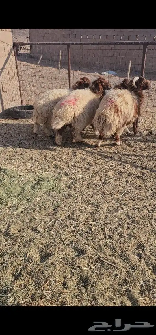 ذبائح نعيم 2