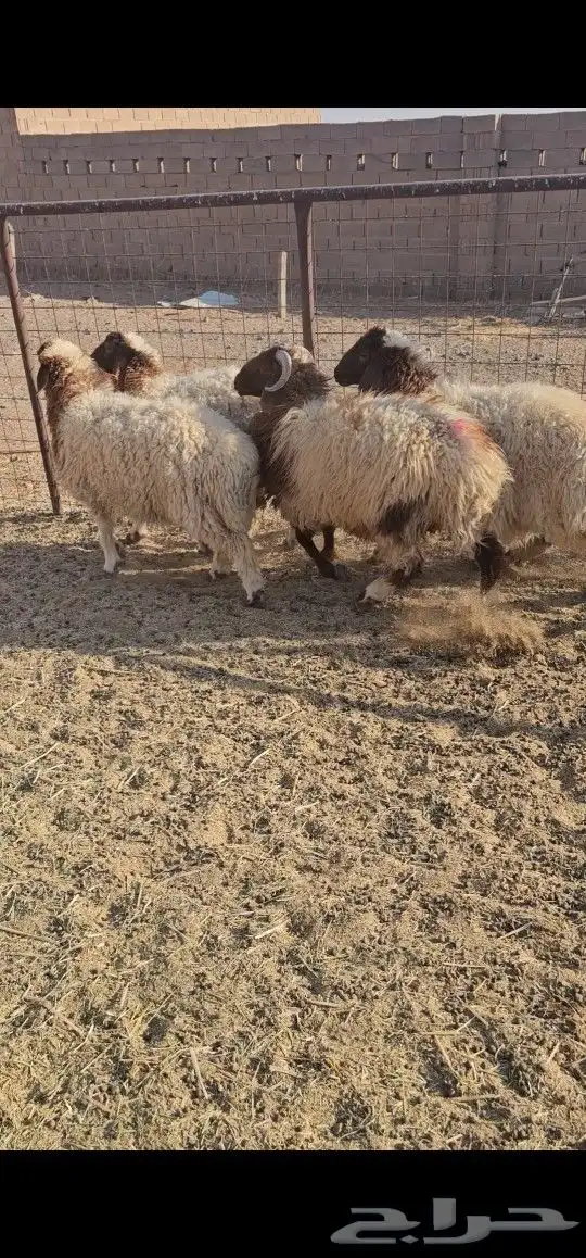 ذبائح نعيم 1