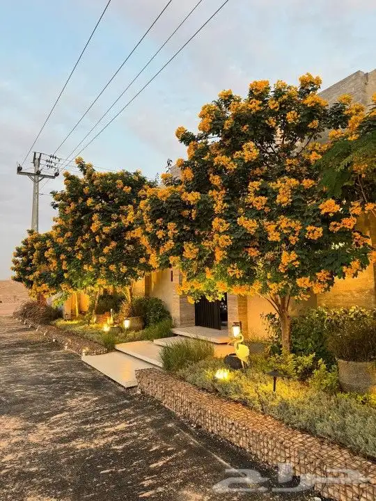 يوجد جميع انواع الاشجار والنباتات يوجد تيل طبيعي يوجد جميع 6