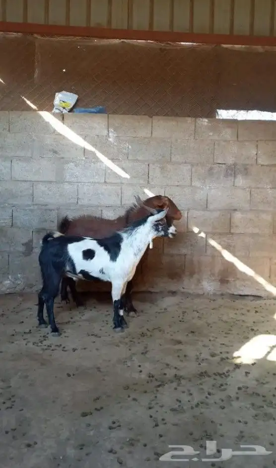 تيس ادهم اجم فحل كفووو 4