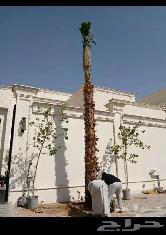 نخل للبيع 0