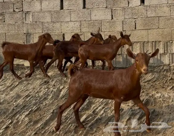 معزا دهم صنف ماشاء الله 6