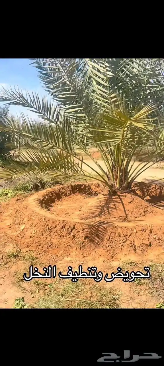 توجد عماله تحويض وتنظيف نخيل 0