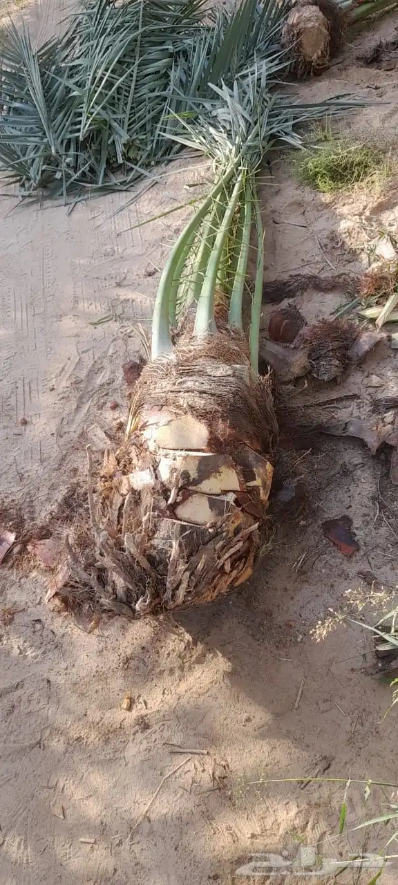 يوجدلديناجميع انواع انخل العربي والواشنطن ازينه للبيع 1