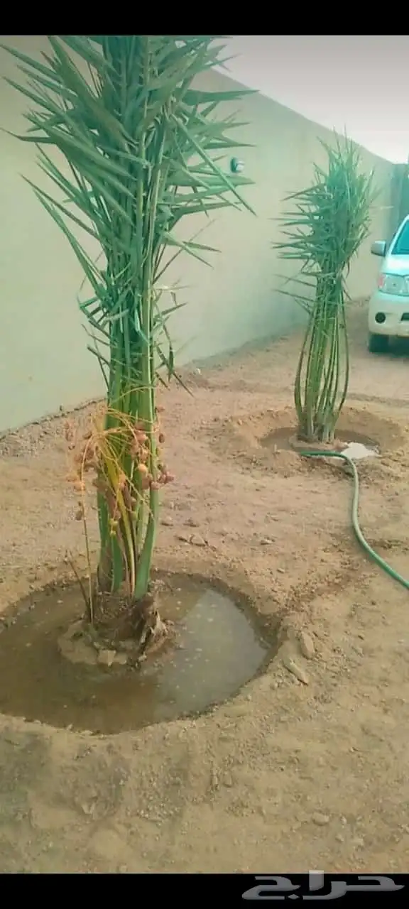 يوجدلديناجميع انواع انخل العربي والواشنطن ازينه للبيع 8
