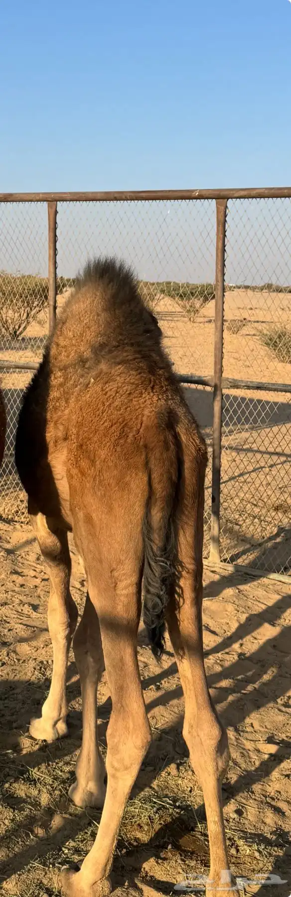 حوار على الحليب 1