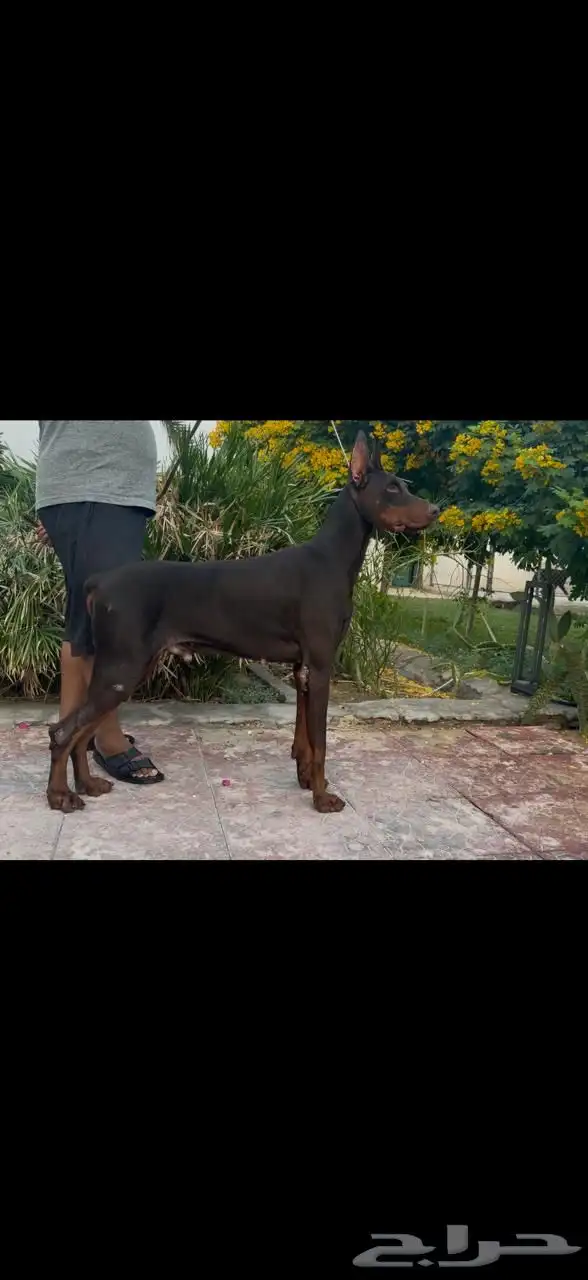 ذكر دوبرمن 0