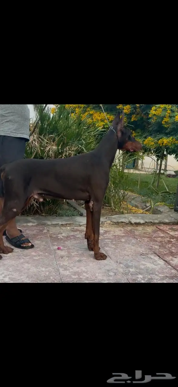 ذكر دوبرمن 1