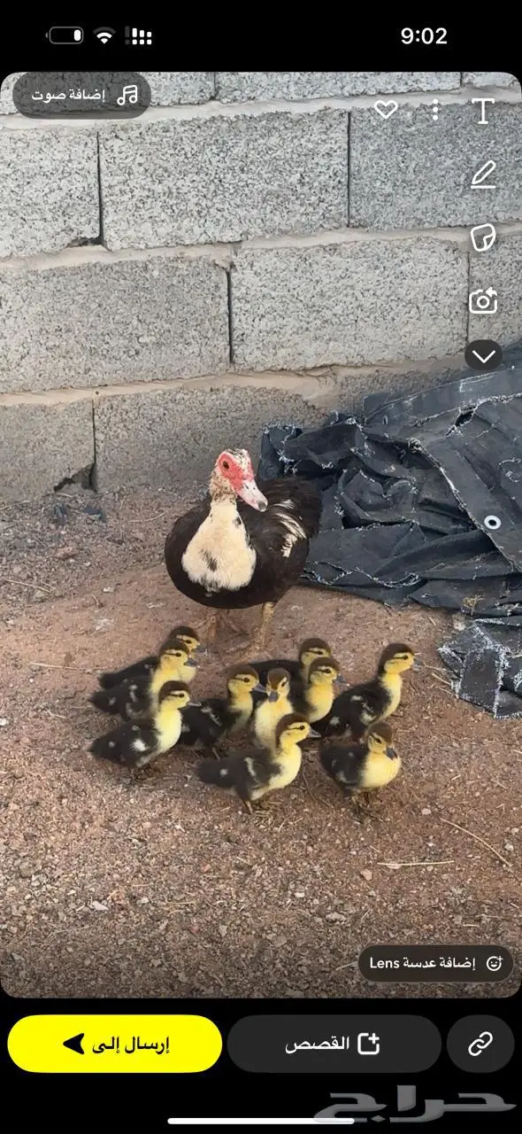 بط مسكوفى للبيع الزوج 100 ريال 0