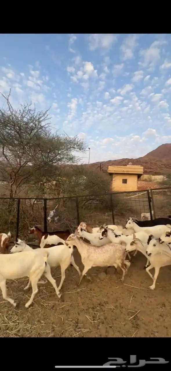 معزا مراح واحد 0