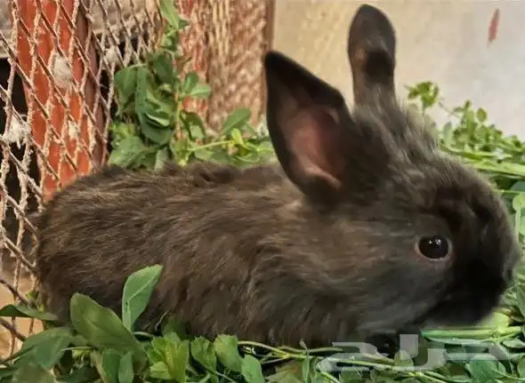ارنب نوعه فرنسي التوصل الوتساب 0596927 7