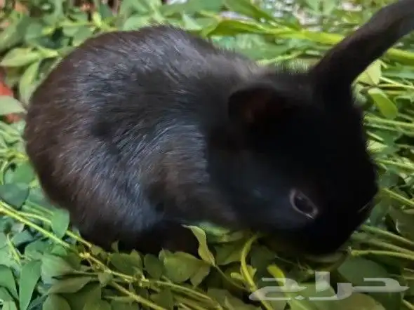 ارنب نوعه فرنسي التوصل الوتساب 0596927 2