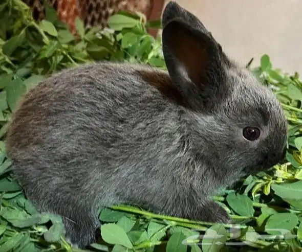 ارنب نوعه فرنسي التوصل الوتساب 0596927 5