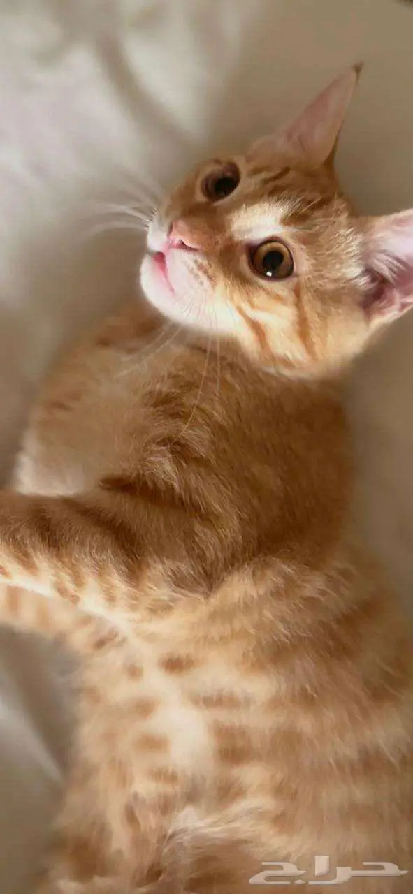 قط ذكر للتبني بدون مقابل عمره 8 شهور تقريب ا 0