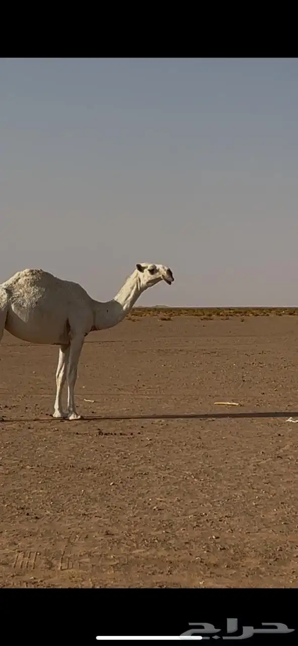 للبيع بكره كفو الكفو 4