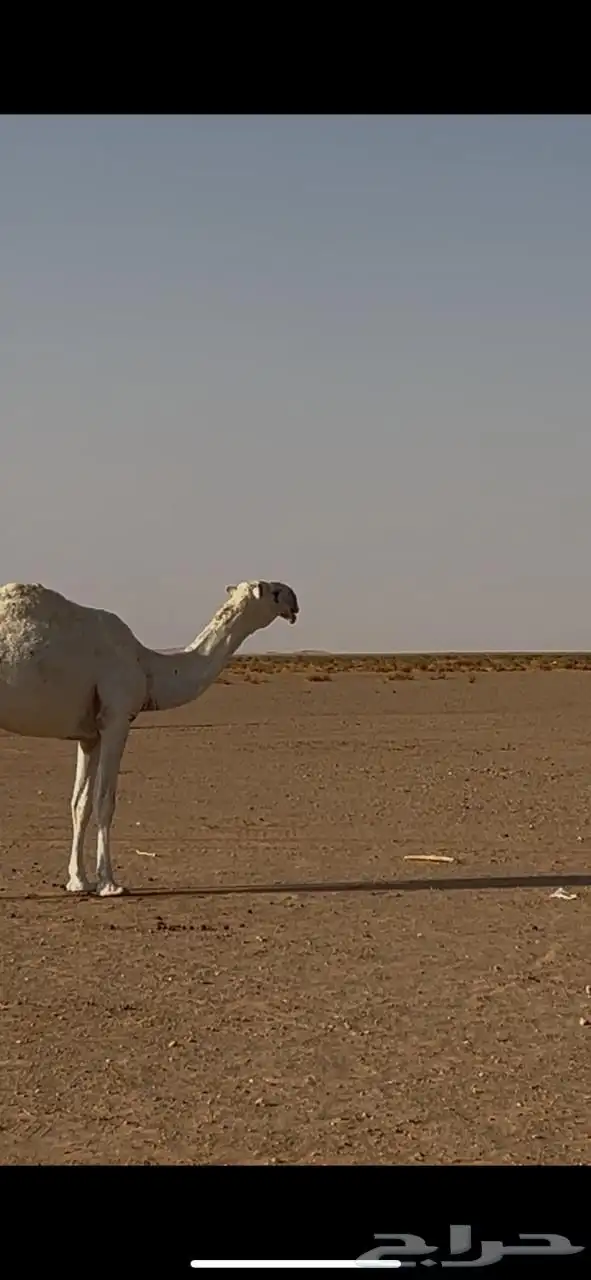 للبيع بكره كفو الكفو 2