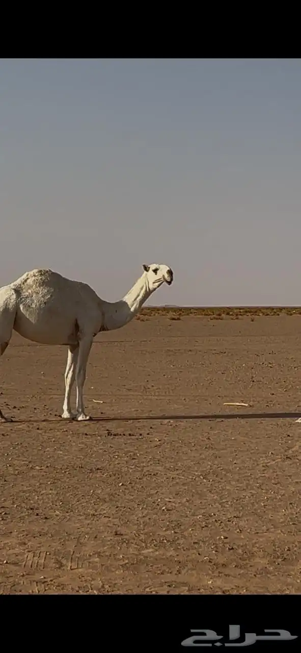 للبيع بكره كفو الكفو 1