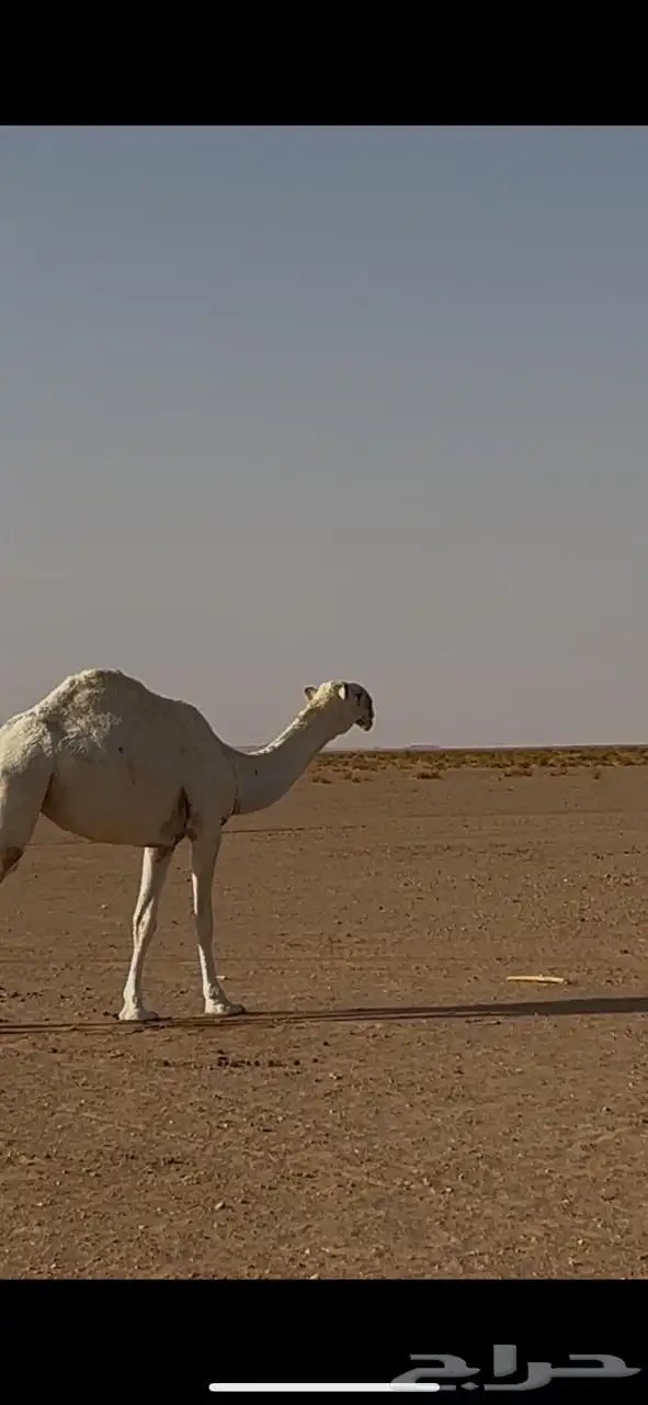 للبيع بكره كفو الكفو 3