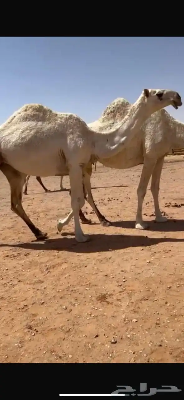 للبيع بكره كفو الكفو 0