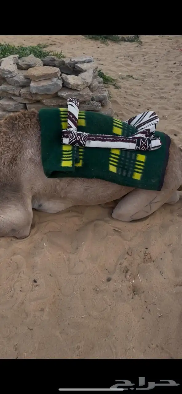 حداجه او شداد ( حوايه ) بعير 0