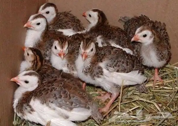 للبيع صوص حجل فاخر عدد 20 حبة صحة ممتازة نشيطين ووزنهم مم 1