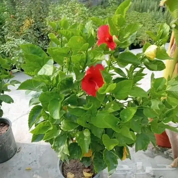 مشاتل الدمام تنسيق حدائ 4