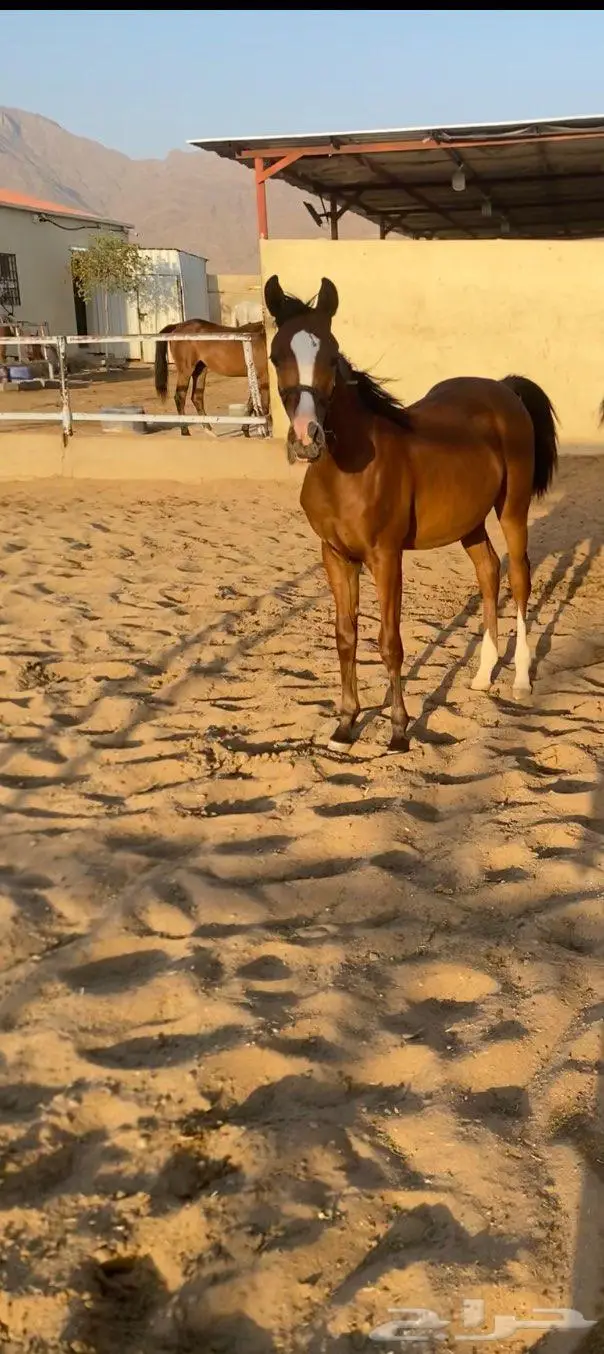 مهره واهو فخرة 0