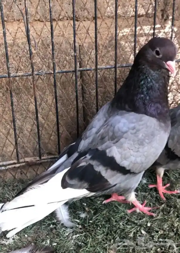 مطلوب حمام قطايف اجواز او فرايد 0