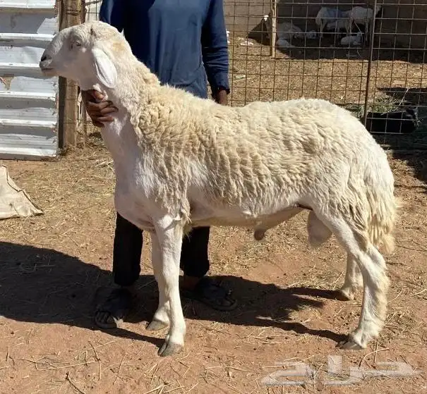 فحول حريه صنف الصنف مشروووطه 1