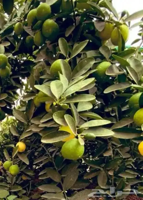 شتلات مشتل اشجار زينه 33