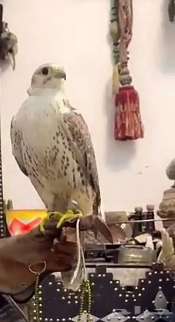 تاجير صقور تاجير خيام تامين الحرفيين وكافة مستلزمات الايفنت 1