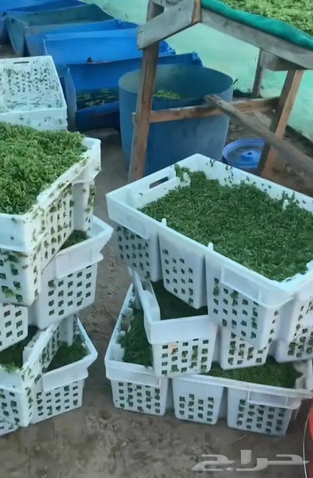 عندي أكياس فاضي الشعير والذرة وازولا 1