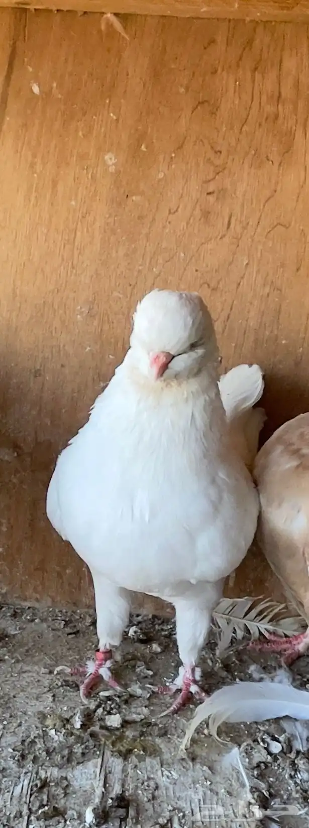 حمام كنق مودينا الحد 100 1