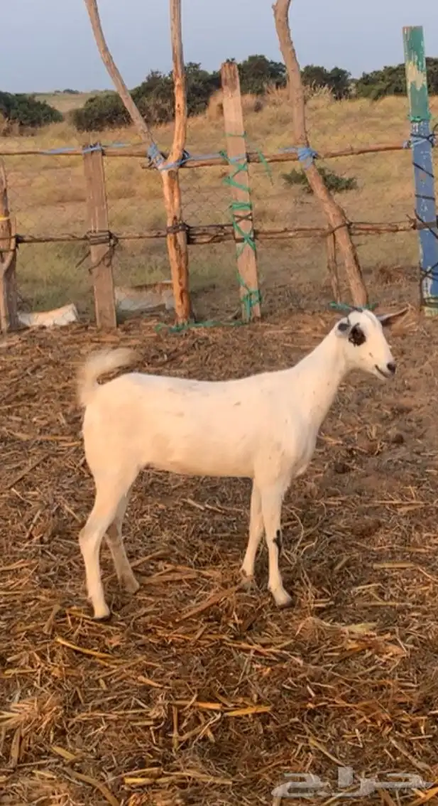 جفره ماشاءالله تبارك 2