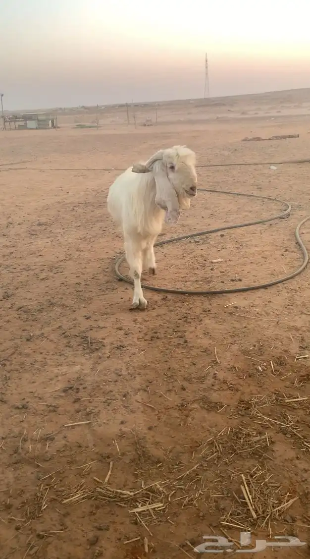 فحول معزاء واحد رباع واحد تام 2