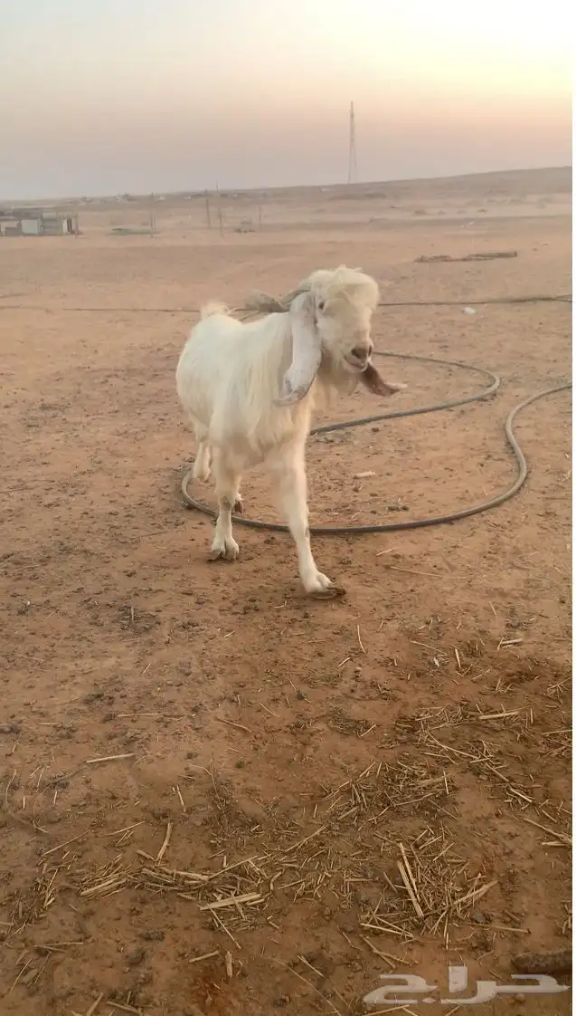 فحول معزاء واحد رباع واحد تام 3