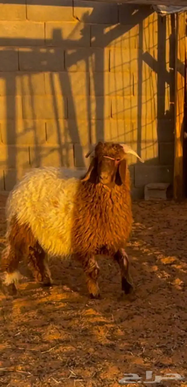 خروف عمره ست شهور مغلق شحم الموقع سوق الغنم 0