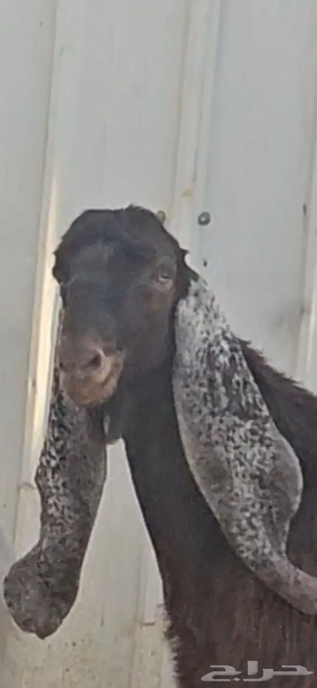 الفحل القادم تيس عارضي جذع اجم احمر نادر 0